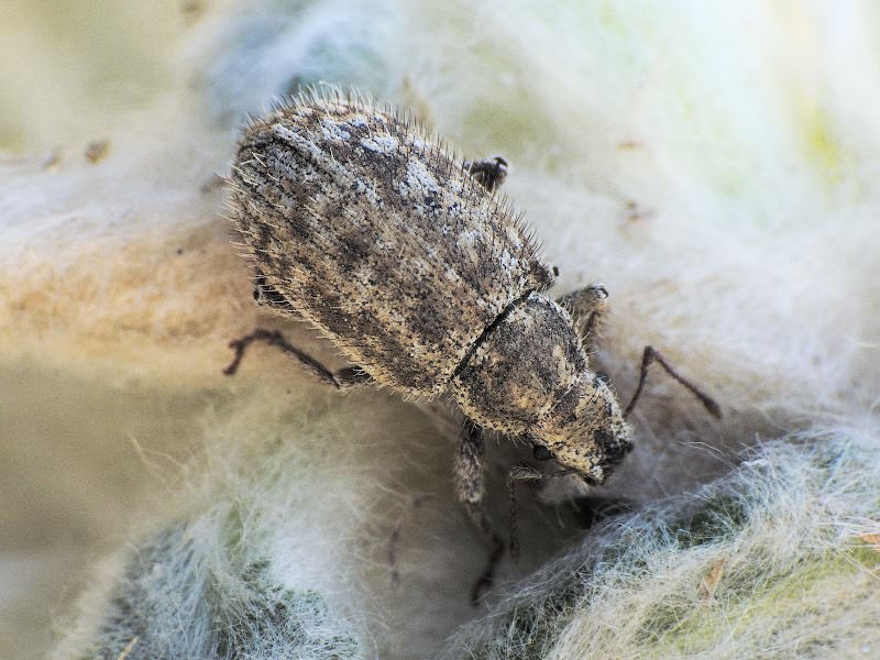 Strophomorphus porcellus (Schoenherr, 1832)